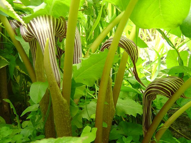 Arisaema fargesii