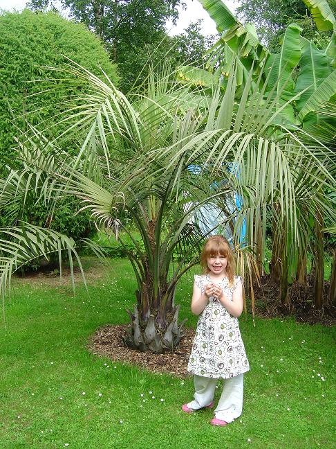 Butia capitata Belgique