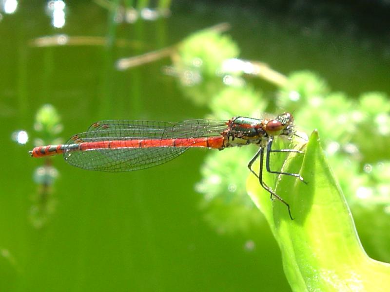 demoiselle libellule agrion au corps de feu Pyrrhosoma nymphula