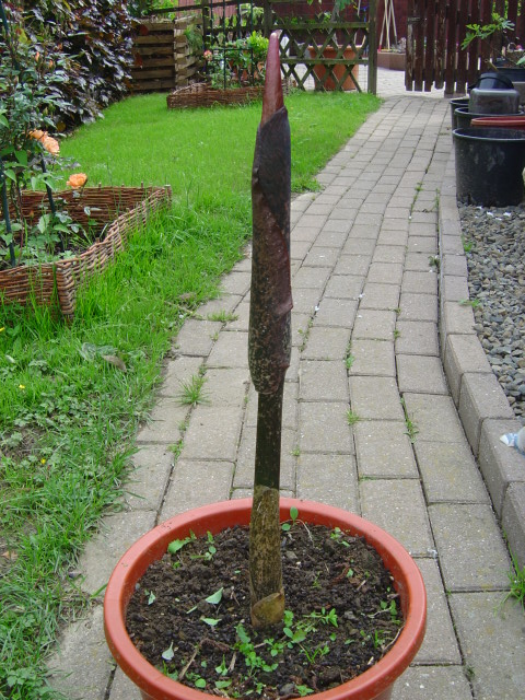 Amorphophallus rivieri konjac