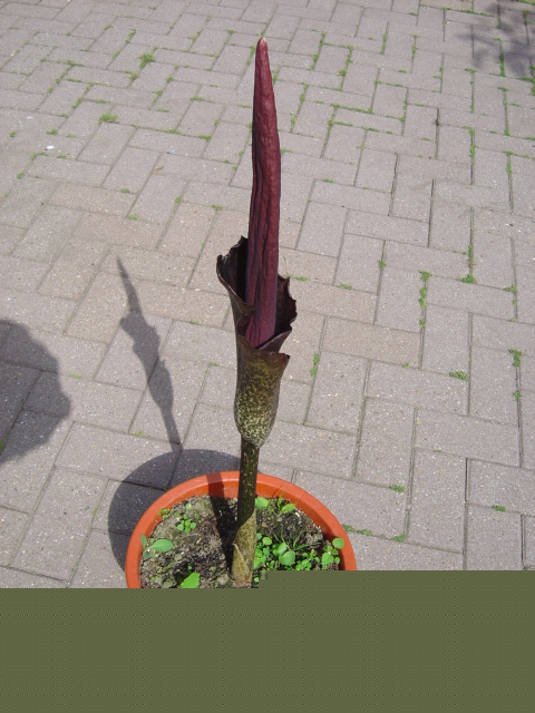 Amorphophallus rivieri konjac