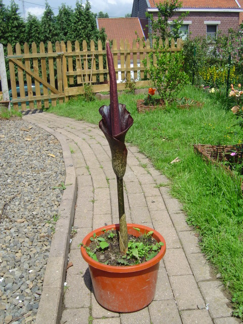 Amorphophallus rivieri konjac