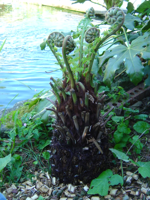 Dicksonia antartica Belgique