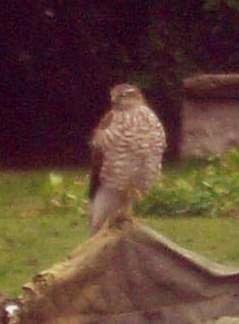 Epervier d'Europe (Accipiter nisus)