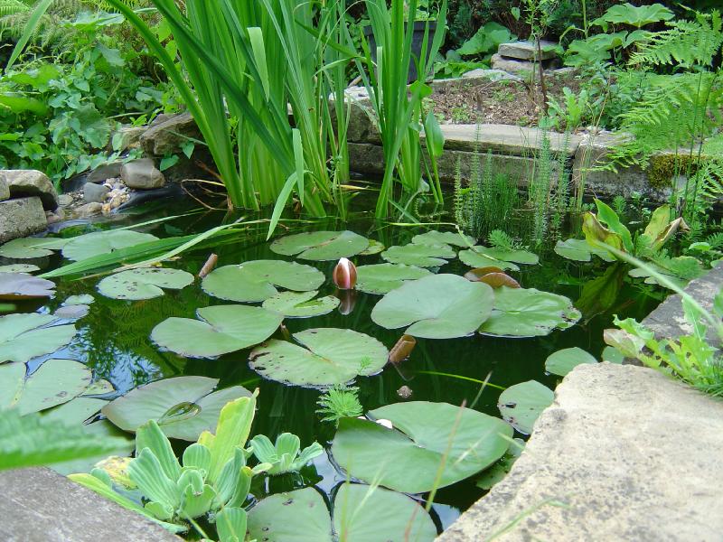 bassin étang jardin carpe koi polysester nénuphar