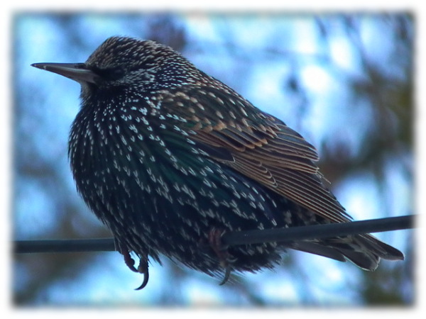 Etourneau sansonnet (Sturnus vulgaris )