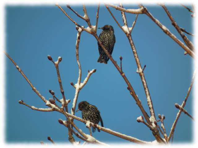 Etourneau sansonnet (Sturnus vulgaris )