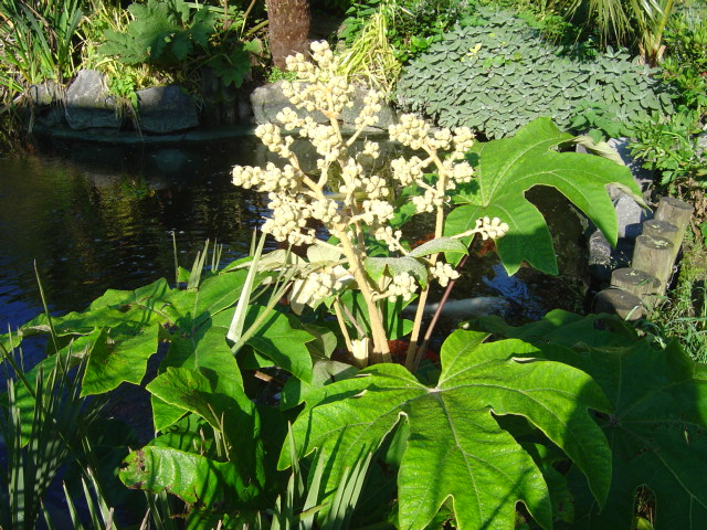 tetrapanax floraison