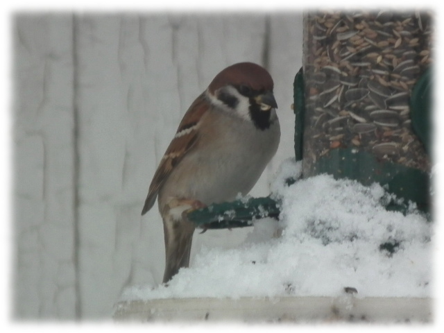 Moineau friquet (Passer montanus)