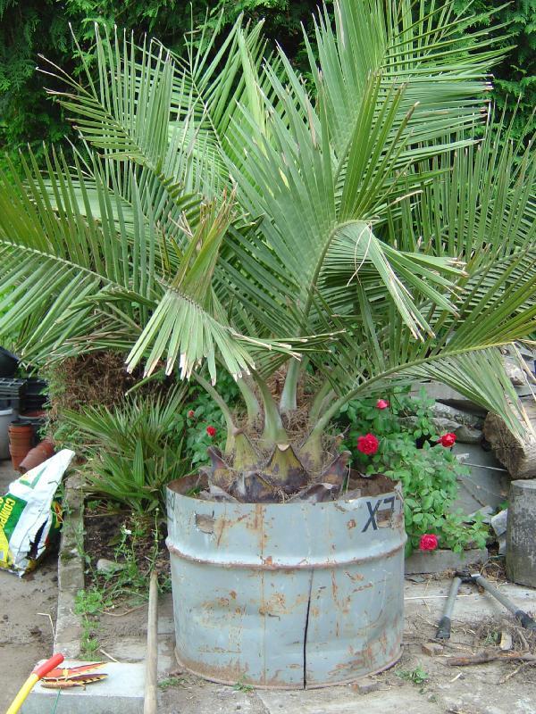 Jubaea chilensis � vendre