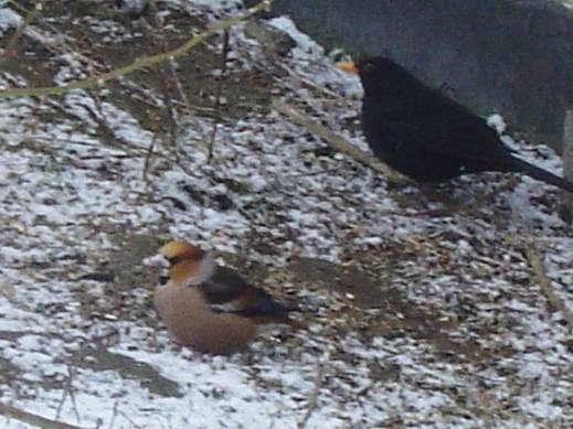 Grosbec casse-noyaux (Coccothraustes coccothraustes)