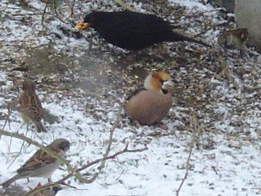 Grosbec casse-noyaux (Coccothraustes coccothraustes)