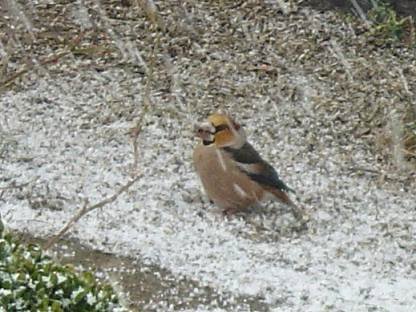 Grosbec casse-noyaux (Coccothraustes coccothraustes)