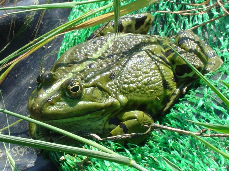 grenouille verte