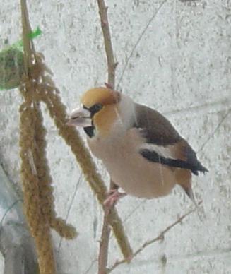 Grosbec casse-noyaux (Coccothraustes coccothraustes)