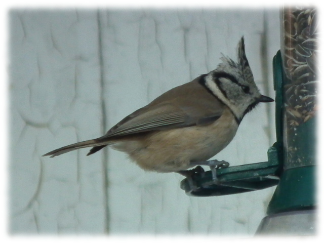 M�sange hupp�e(Parus cristatus)