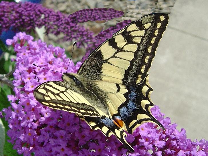 Machaon -Papilio machaon