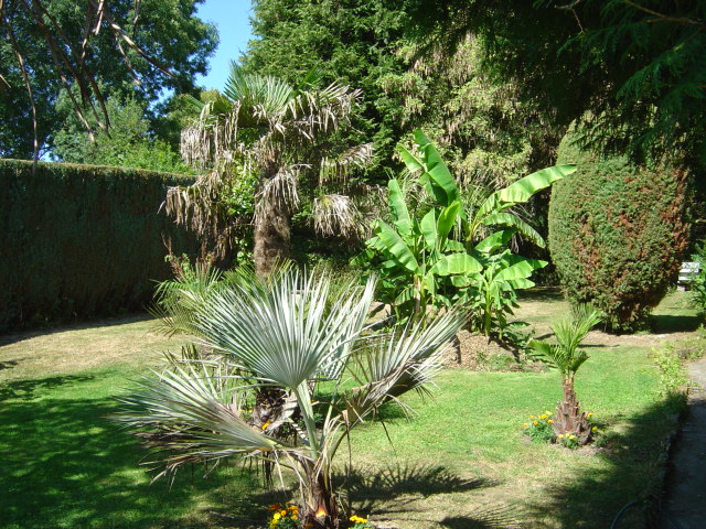 palmier, résistance, gel, exotique, climat froid,