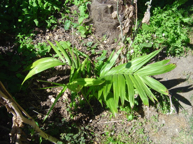 palmier, résistance, gel, exotique, climat froid, Chamaedorea radicalis