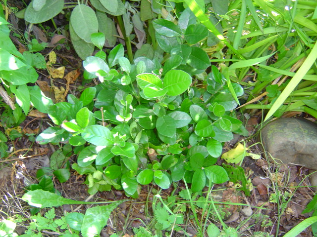 palmier, résistance, gel, exotique, climat froid, Feijoa sellowiana