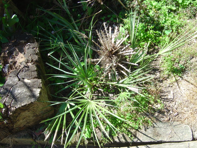 palmier, résistance, gel, exotique, climat froid, Chamaerops humilis