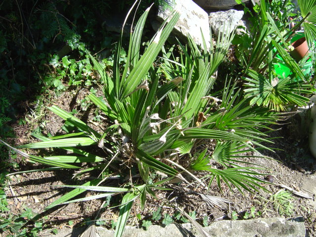 palmier, résistance, gel, exotique, climat froid, Chamaerops humilis