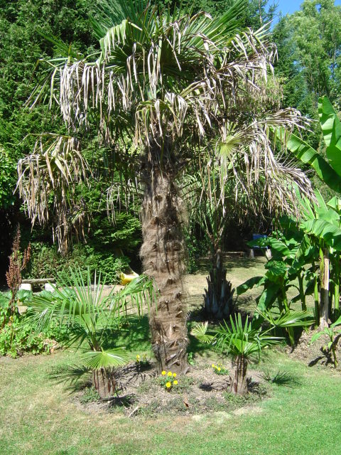 palmier, résistance, gel, exotique, climat froid, Trachycarpus fortunei