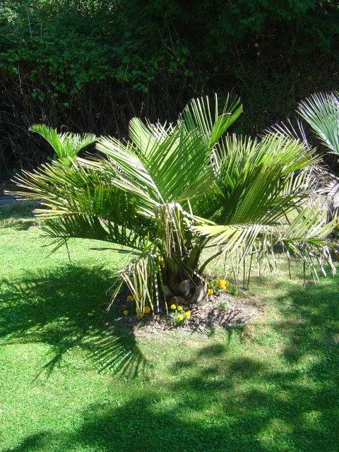 palmier, résistance, gel, exotique, climat froid, Jubaea