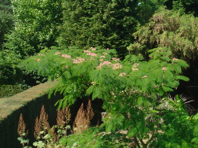 palmier, résistance, gel, exotique, climat froid, Albizia julibrissin