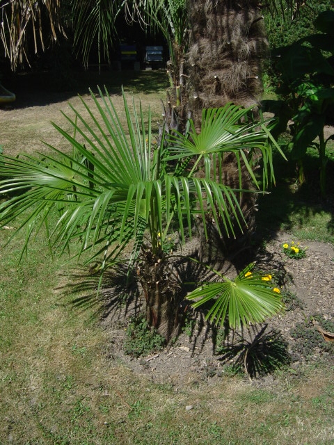 palmier, résistance, gel, exotique, climat froid, Trachycarpus fortunei