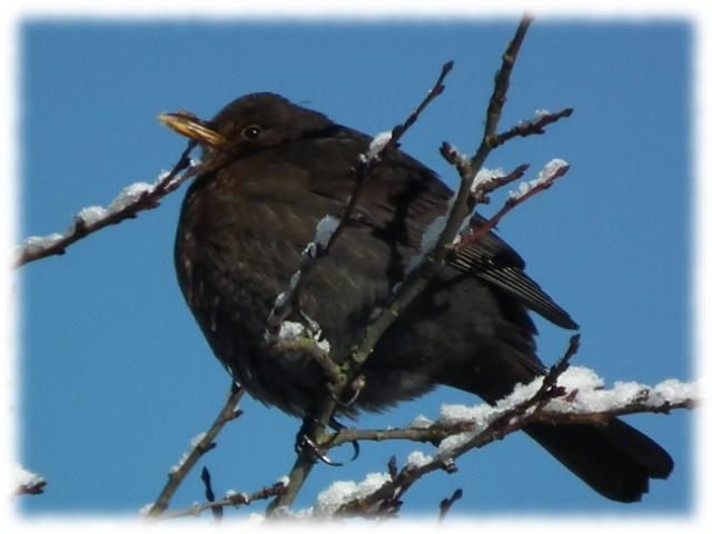Merle noir (Turdus merula)