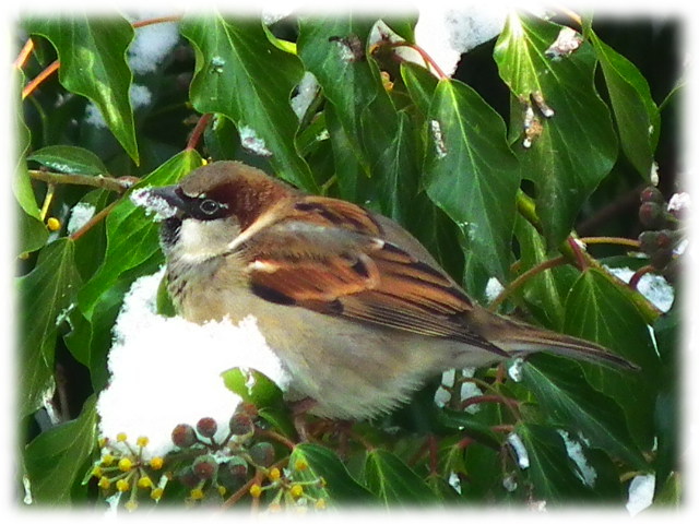 Moineau domestique(Passer domesticus)