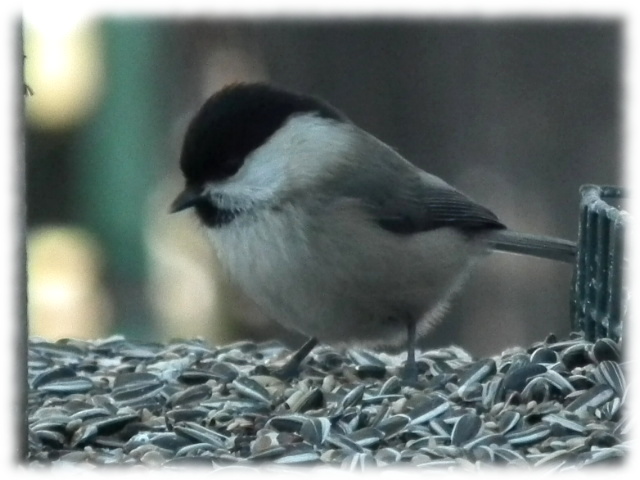M�sange nonnette (Poecile palustris )