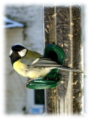 Parus major