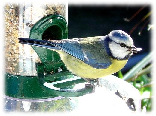 Parus caeruleus
