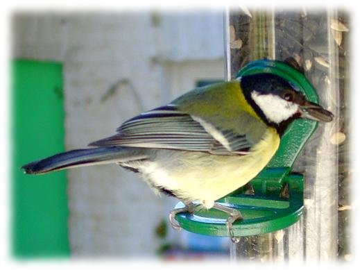 parus major