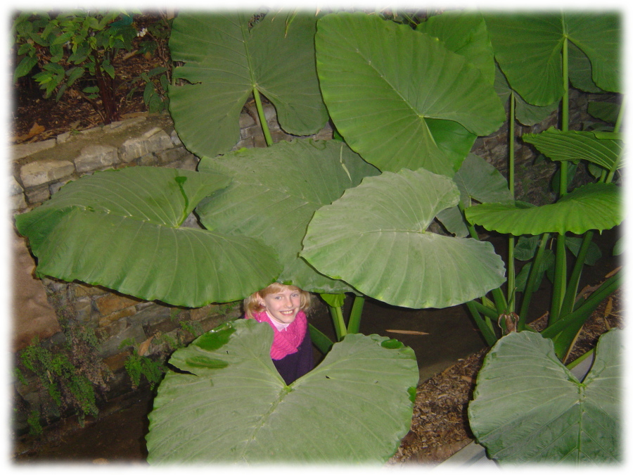 OMP observatoire monde plantes ULG université LiègeX serres jardin botanique