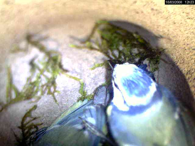 M�sange bleue