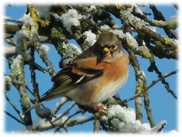 Pinson du nord (Fringilla montifringilla)