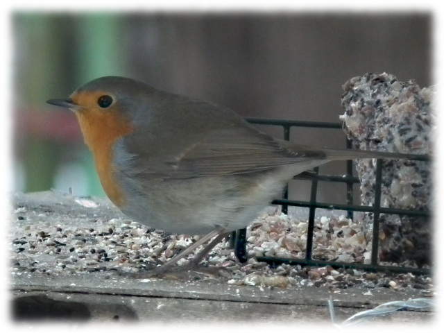 Rouge-gorge (Erithacus rubecula )