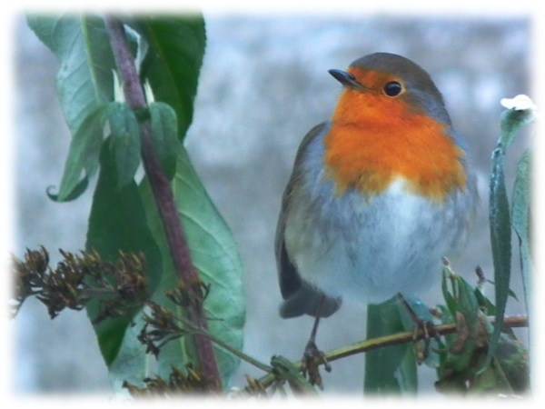 Rouge-gorge (Erithacus rubecula )