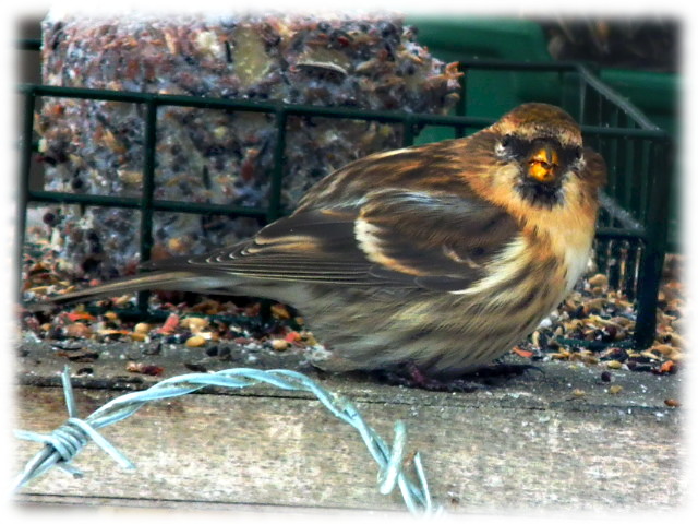 Le sizerin cabaret (carduelis flammea cabaret)