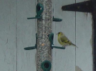 tarin des aulnes-Carduelis spinus