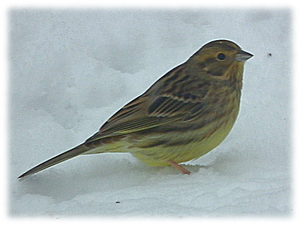 tarin des aulnes (Carduelis spinus)