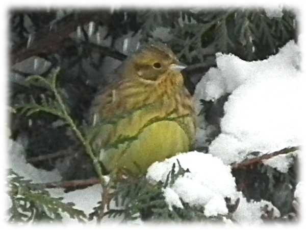 tarin des aulnes (Carduelis spinus)
