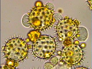 pollen tournesol