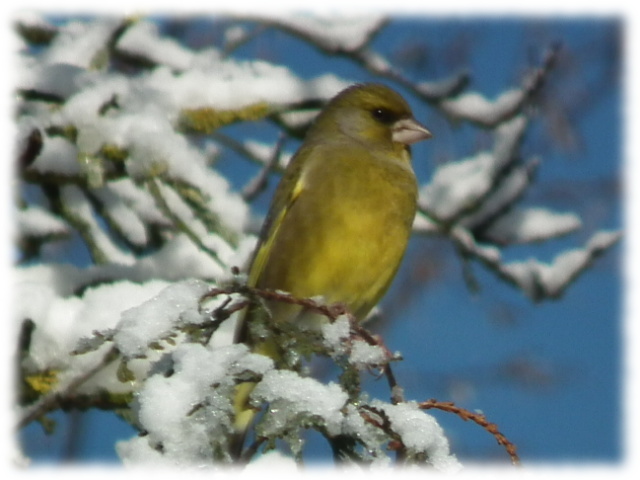Verdier d'Europe (Carduelis chloris)