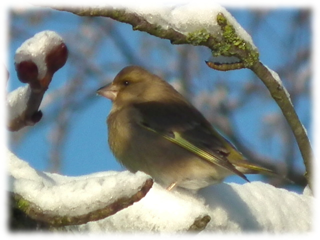Verdier d'Europe (Carduelis chloris)