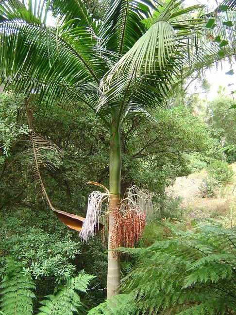 côte d'azur, jardin, rayol-canadel, var