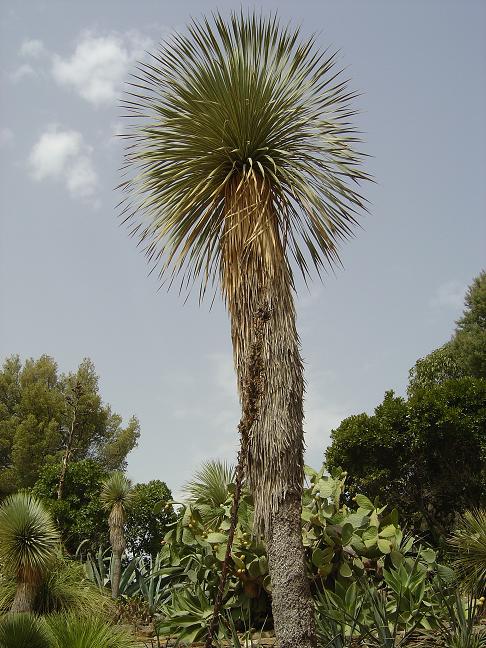 côte d'azur, jardin, rayol-canadel, var